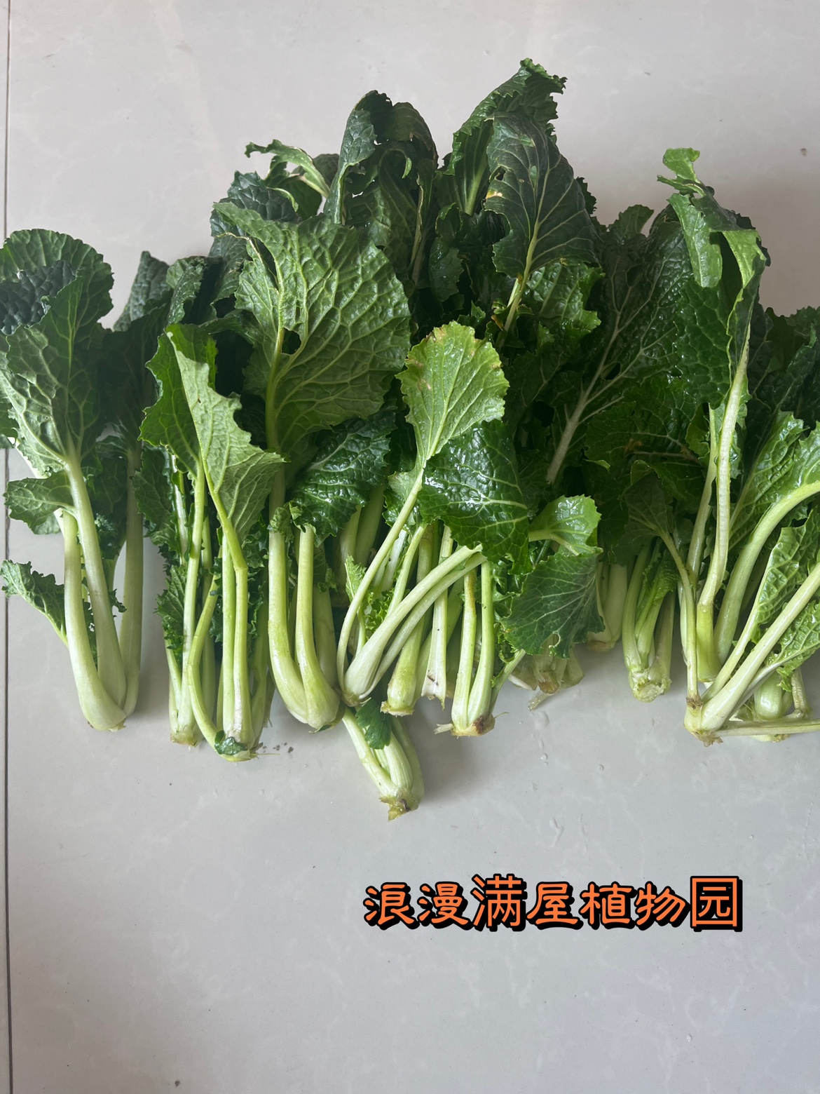 家传蜈蚣老种子非杂交多年菜籽