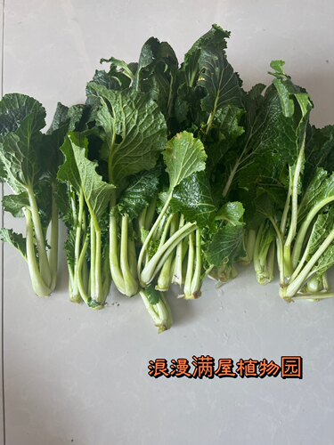 家传蜈蚣老种子非杂交多年菜籽