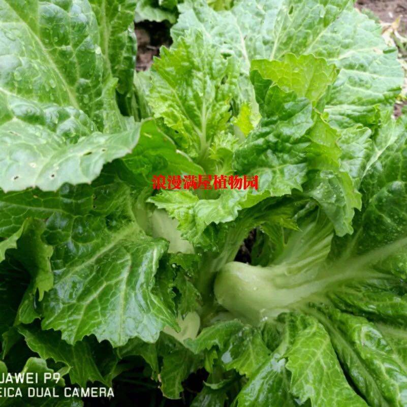 农家传统瘤芥菜种子瘤瘤菜弥陀芥菜脆嫩鲜食腌制可留种易庭院田园