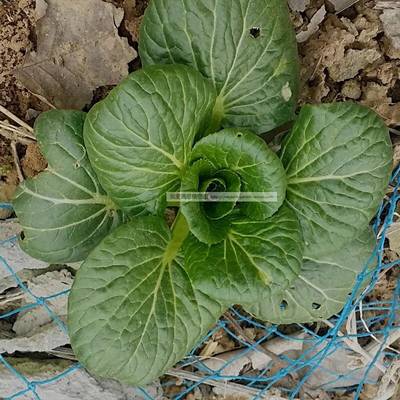 农家传统小油菜非杂交包邮种苗