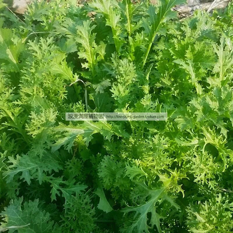 农家雪里蕻阳台盆栽蔬菜种子图片