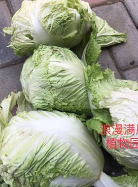 农家传统土大白菜种子黄芽菜