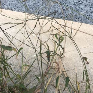 野外杂草种子马唐种子实验用杂草籽