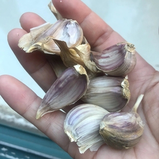 农家自留种土大蒜小头蒜长蒜苔的蒜 农村种苗 传统老种子 可盆栽