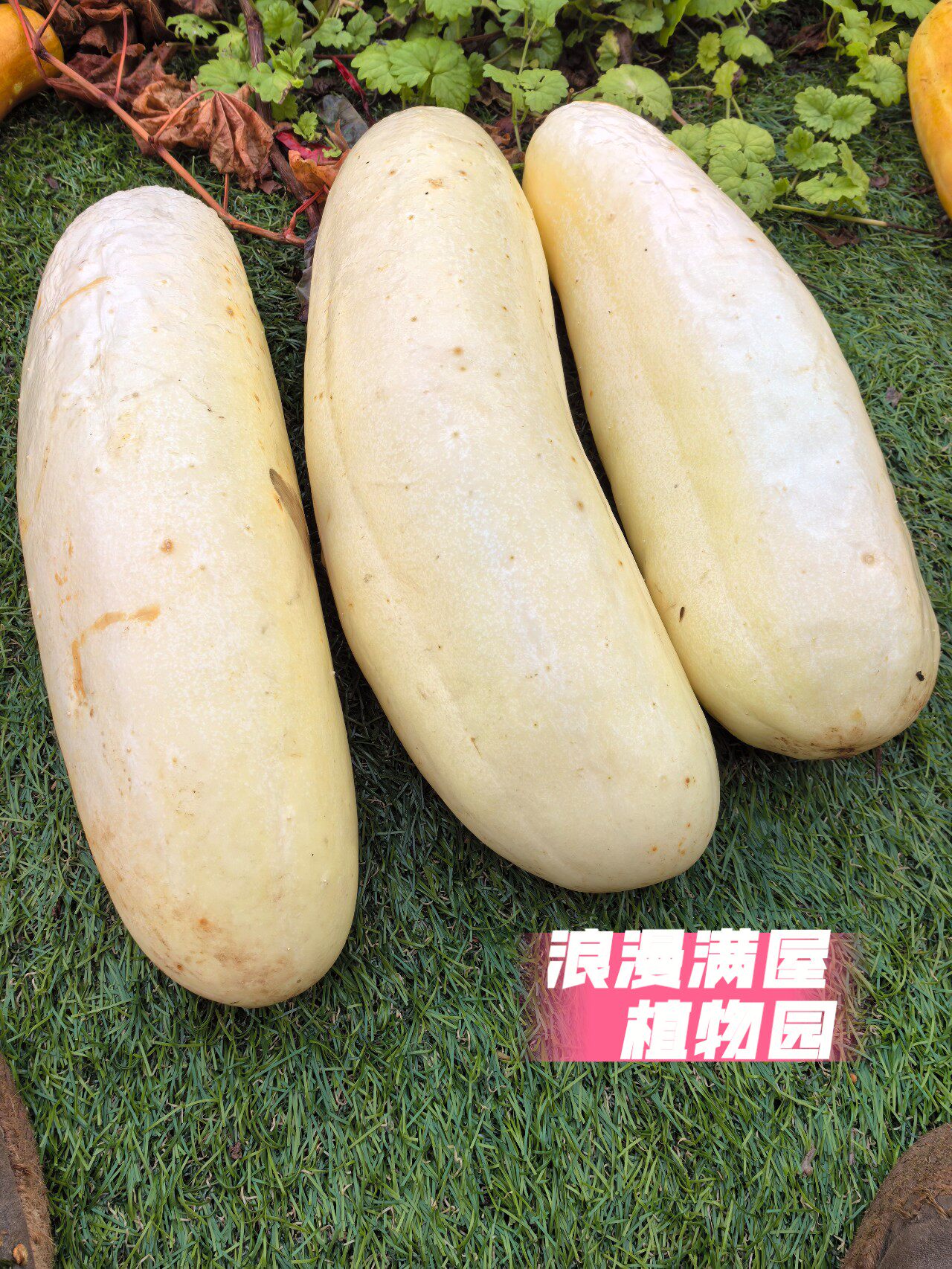 农家传统土黄瓜种子皮薄肉厚黄瓜 非转基因 老品种 可留种图片