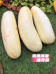 农家传统土黄瓜种子皮薄肉厚黄瓜 非转基因 老品种 可留种