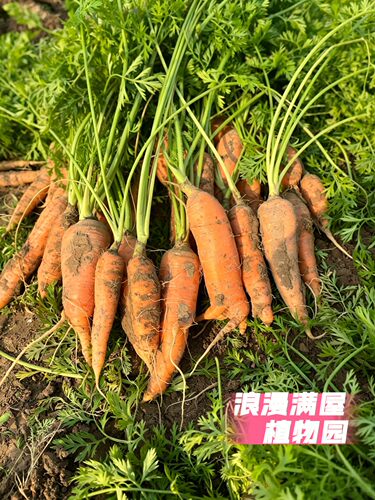 农家传统老品种小顶杆胡萝卜种子土种子易种好吃 非转基因 可留种