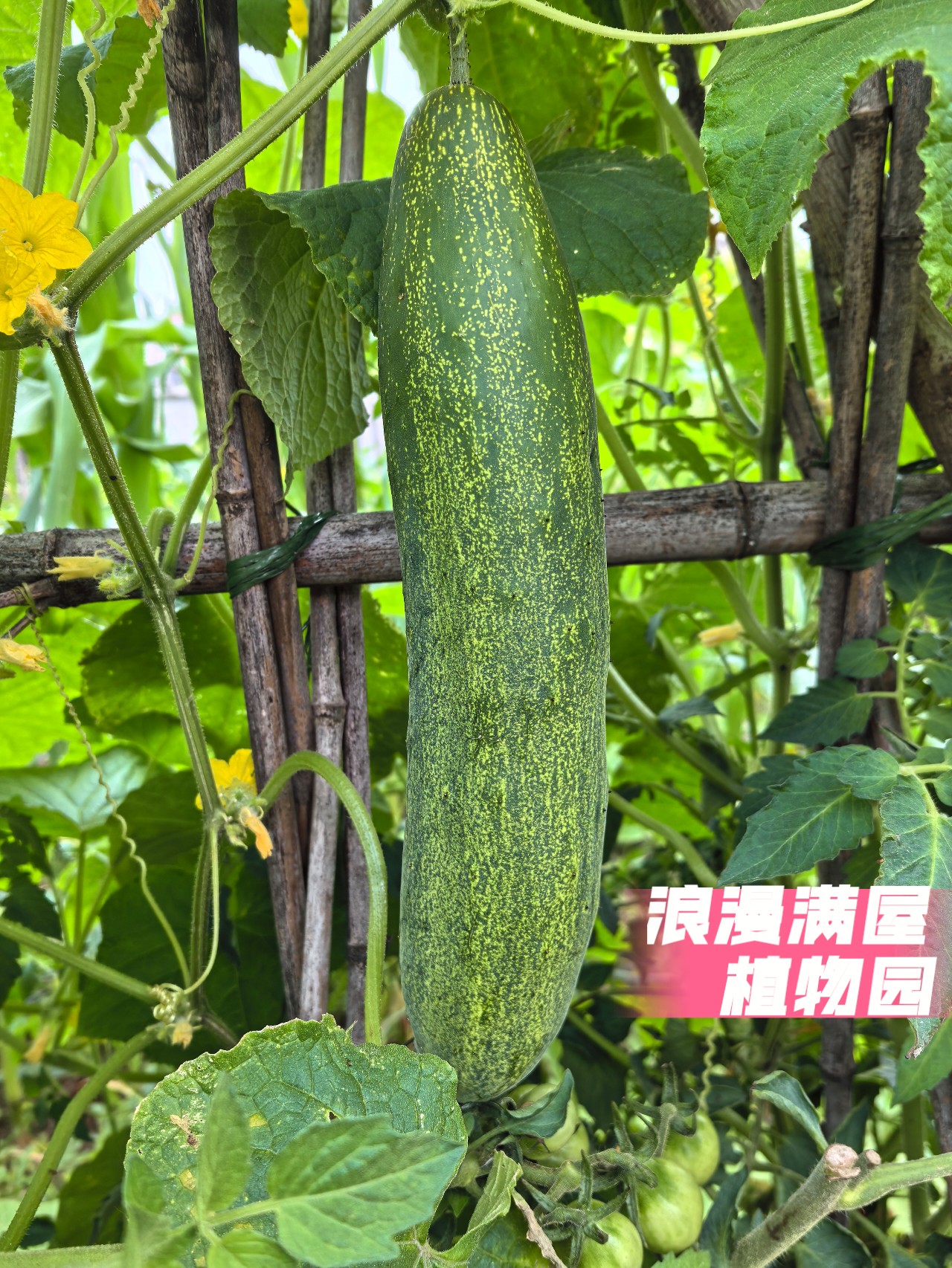 农家老品种土青瓜黄瓜种子xs品种肯结果 非转基因 老种子可留种图片