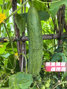 农家老品种土青瓜黄瓜种子稀少品种肯结果 非转基因 老种子可留种