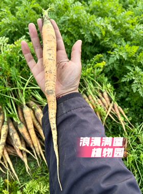农家传统老品种传奇胡萝卜种子土种子 稀有老品种 非转基因可留种