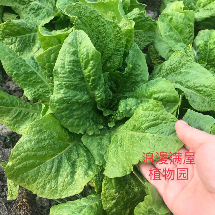 农家传统叶用莴笋种子非转基因图片