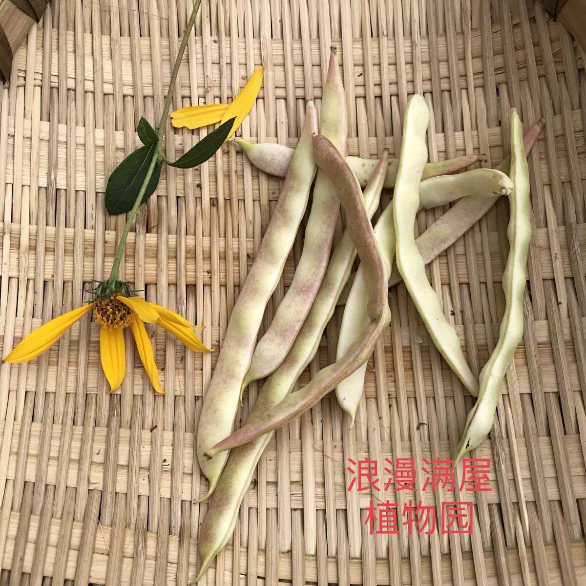 农家传统晚熟四季梅豆种子 架豆种子  芸豆种子豆角 可留种蔬菜籽