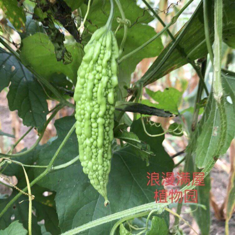 农家传统苦瓜种子苗夏季爬藤瓜果非转基因种子脆嫩鲜食腌制可留种
