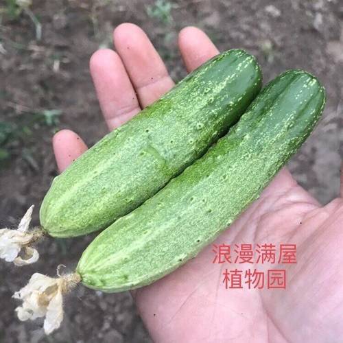 农家传统土黄瓜种子老种子非转基因非杂交 可留种 老品种