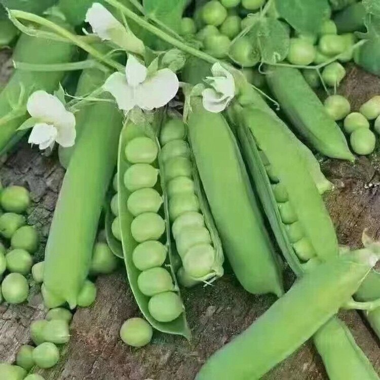 农家传统土豌豆种子吃苗吃荚吃豆 非转基因可留种 秋冬蔬菜种子图片