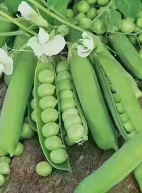 农家传统土豌豆种子吃苗吃荚吃豆 非转基因可留种 秋冬蔬菜种子