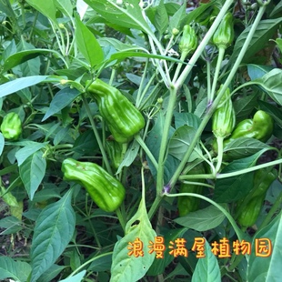 农家传统老种子 小薄皮辣椒种子 非转基因 土种子 可自留做种