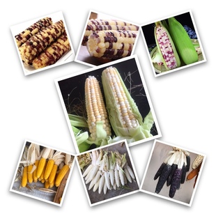 多种农家传统糯玉米种子老种子非转基因 非杂交可留种土种子