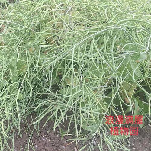 农家老品种胜利油菜可吃苔可留种