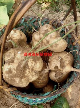 农家老品种土种豆薯籽 地瓜 沙葛 白薯子 非转基因种子 可留种
