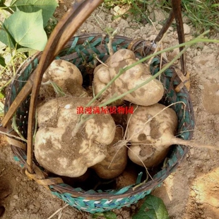 农家老品种土种豆薯籽 地瓜 沙葛 白薯子 非转基因种子 可留种