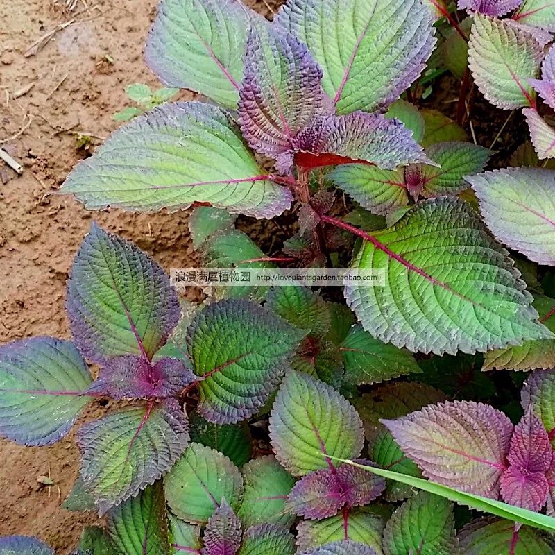 农家自种紫苏种子 家庭蔬菜香料 香草种子苏子可留种庭院田园易种