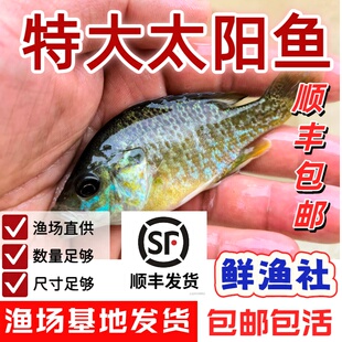 太阳鱼苗太阳鲈蓝鳃太阳鱼冷水凶猛鱼广温性肉食性鱼类可观赏食用