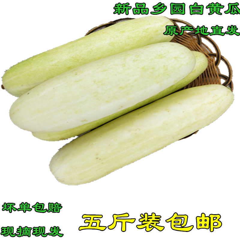 新鲜白黄瓜 湖北农家自种现摘白皮黄瓜油瓜黄瓜菜瓜 新鲜蔬菜