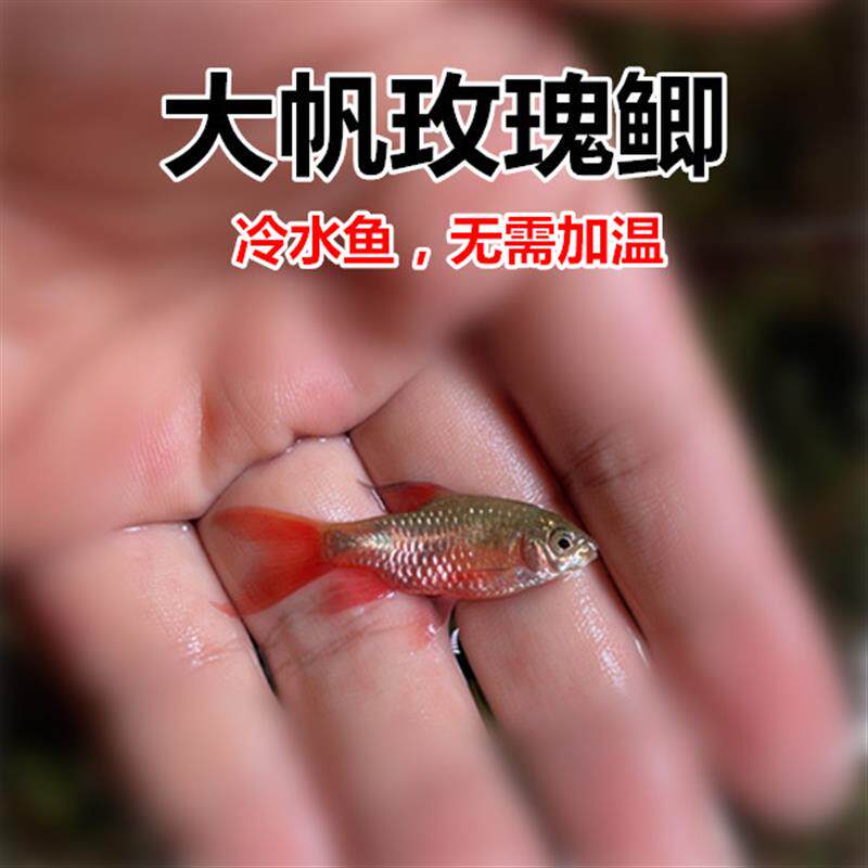 大帆玫瑰鲫 冷水鱼 原生鱼 无需加温 溪流缸造景鱼 小型观赏鱼活