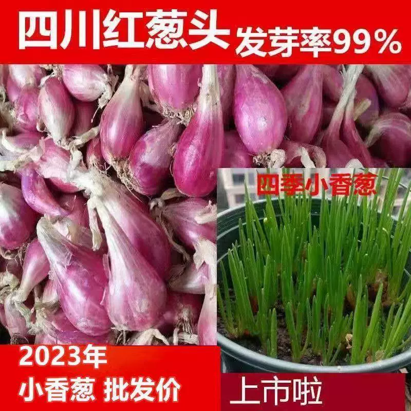 红葱头四季播种洋葱头种子盆栽小葱头火葱毛葱种球油葱小香葱种根