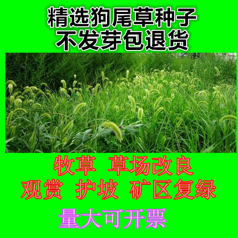 护坡复绿狗尾草种子生命力强