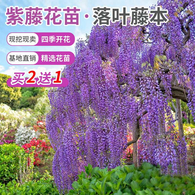 紫藤花树苗爬藤攀爬庭院围墙四季开花植物老桩盆栽花苗藤蔓紫藤萝
