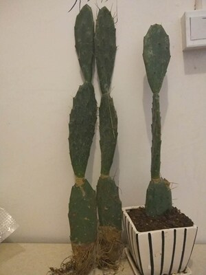 嫁接黄大刺仙人掌嫁接