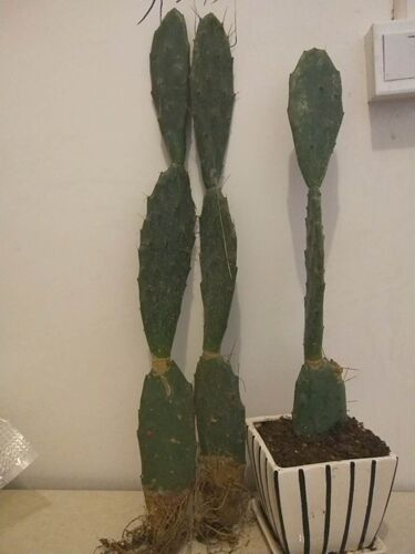 嫁接黄大刺仙人掌嫁接