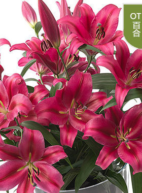 带芽香水百合种球四季盆栽耐寒