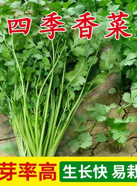 四季香菜种子高产老品种小叶菜籽