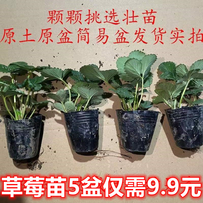 四季盆栽草莓苗室外北方地栽南方阳台草莓盆栽带盆带土当年结果树