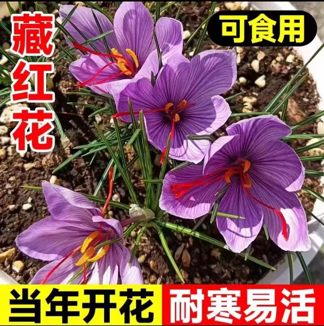 药用藏红花种球耐寒植物秋季发芽