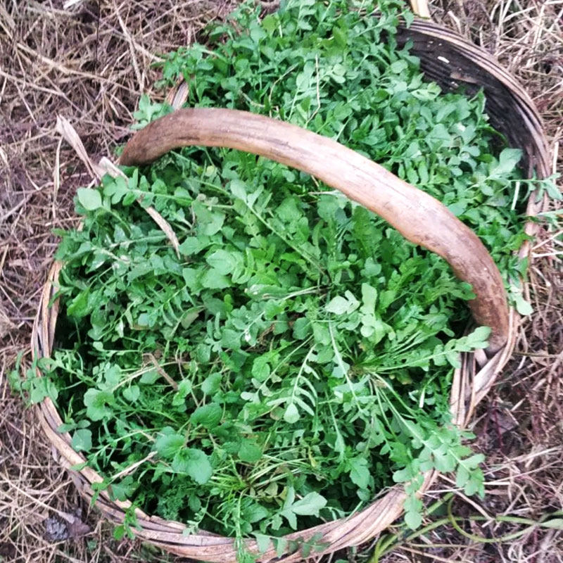 百花缘春天野菜荠菜种子