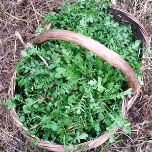 荠菜种子大全农家四季大叶春野菜种籽食用盆栽荠荠菜种籽孑青菜籽