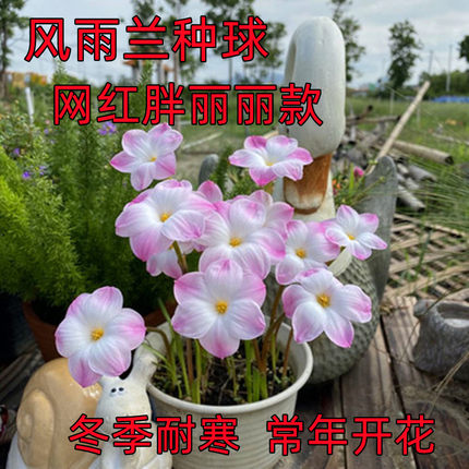 网红胖丽丽重瓣风雨兰种球葱兰四季韭菜兰庭院阳台盆栽花卉种籽子