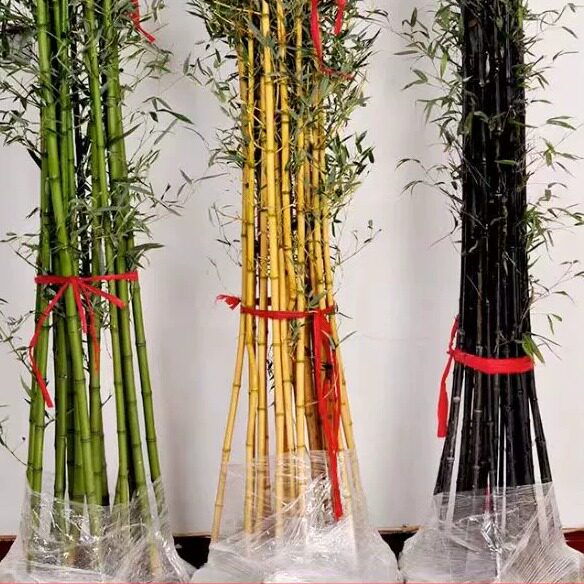 竹苗室外庭院耐寒植物竹子苗