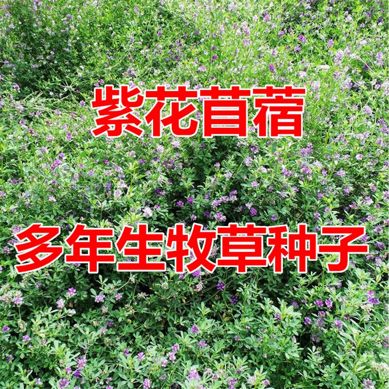 紫花苜蓿草种籽喂猪牛羊兔鸡鸭鹅多年生四季大叶牧草种子鱼草种籽