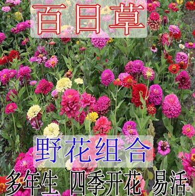 易活万寿菊百日草种子