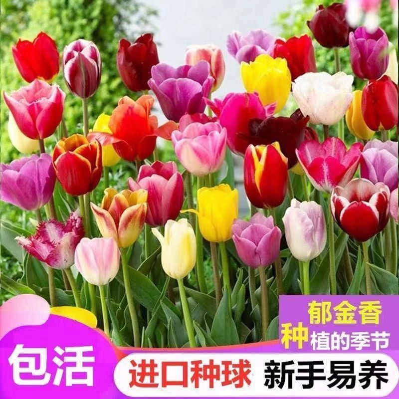 郁金香花苗五颗大球耐寒室内盆栽花卉郁金香种球四季可播秋冬季易,鲜花速递/花卉仿真/绿植园艺,种球/裸根,淘宝优惠券,粉丝福利购,淘宝优惠卷