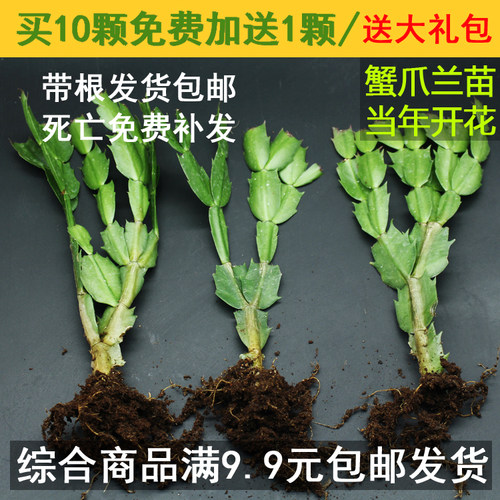 蟹爪兰冬季阳台年宵花卉