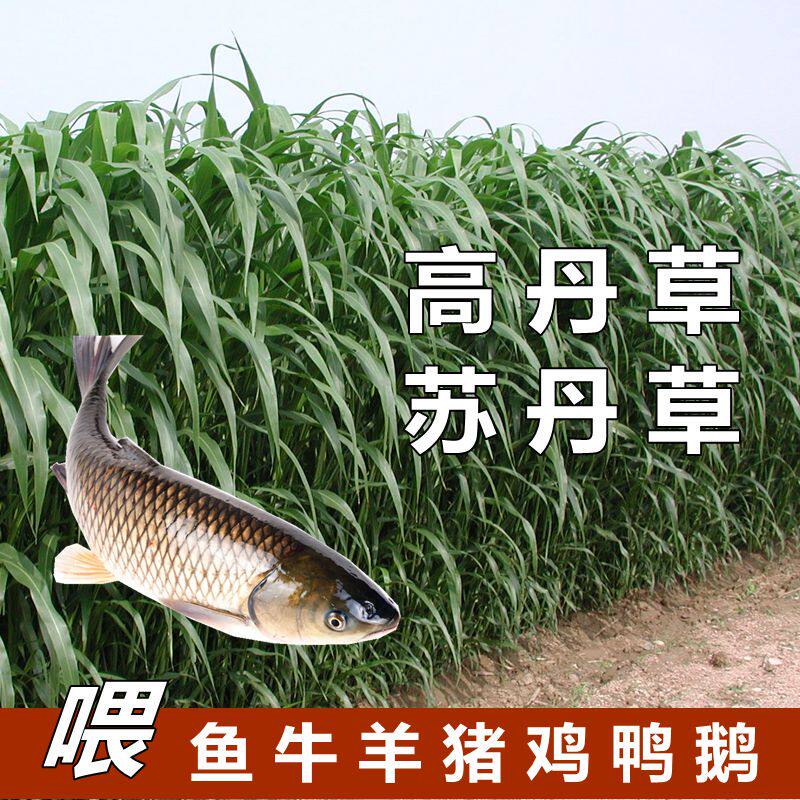 苏丹草种子多年生牧草鱼草籽