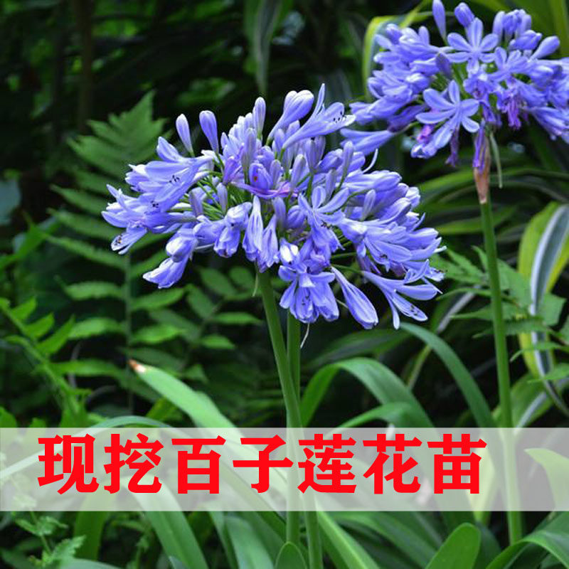 百子莲种球根块耐寒盆栽