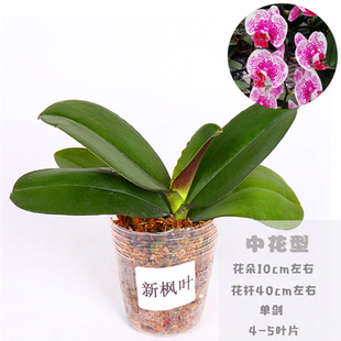 蝴蝶兰花苗盆栽不带花剑客厅室内年宵观花植物带原营养杯发货