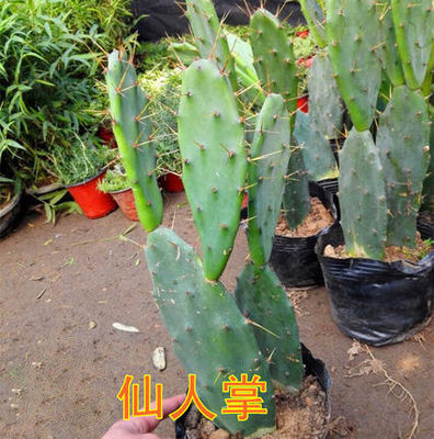 仙人掌盆栽嫁接蟹爪兰苗黄大刺科
